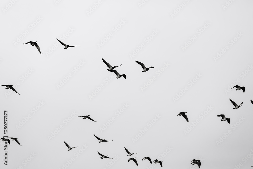 Birds soar. Lots of birds in the air. Migratory birds. Migration of animals.