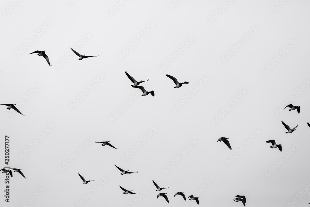 Birds soar. Lots of birds in the air. Migratory birds. Migration of animals. Birds soar. Lots of birds in the air. Migratory birds. Migration of animals.