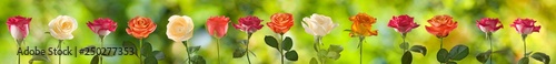 image of flowers roses closeup