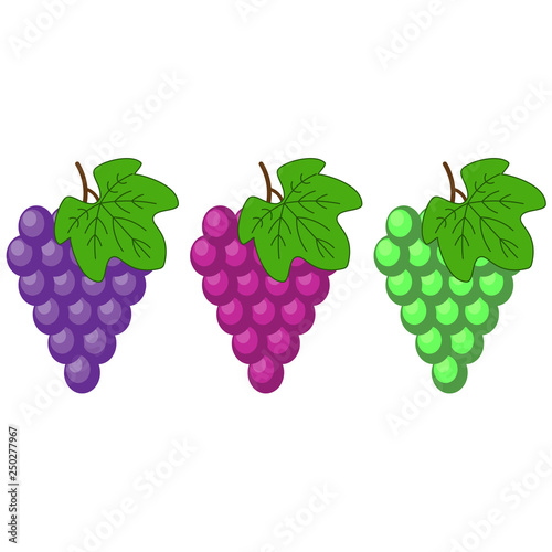 Red, Pink Muscatel and white table grapes, wine grapes. Fresh fruit, flat cartoon vector icon set. Bunch of grapes ripe, juicy