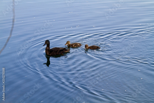 A mother duck and her ducklings © David