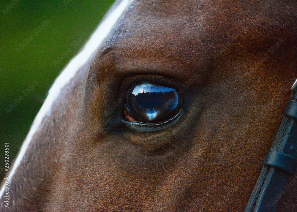 Beautiful and interesting eye of red horse