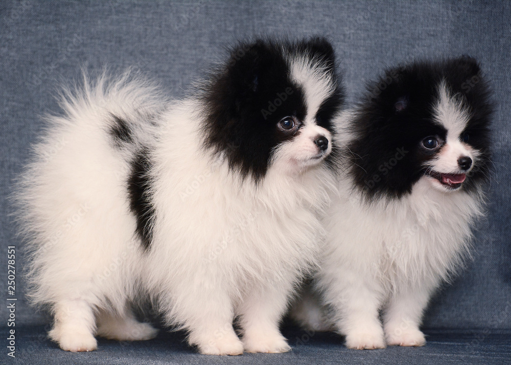Cute Two Puppy of Spitz on gray background