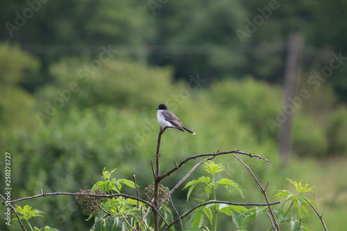 An eastern kingbird perched on the top bare branch photo