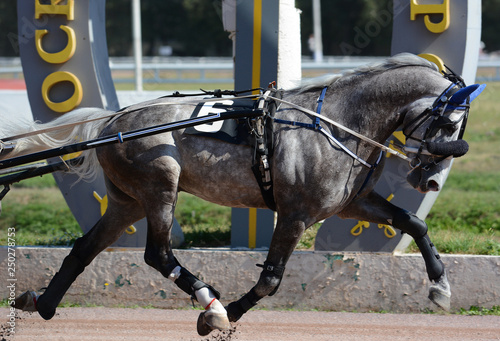 Beautiful gray horse trotter breed in motion on hippodrome