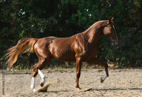 Obraz na płótnie Beautiful red stallion on freedom in motion summer w salonie