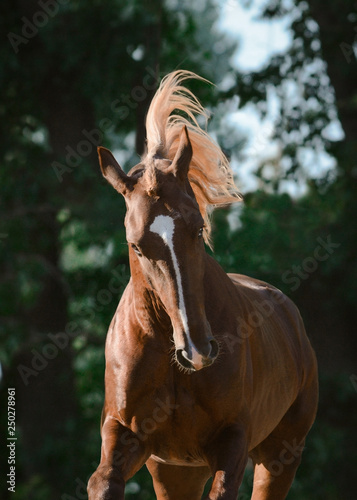 Portrait of a beautiful red horse in motion on freedom