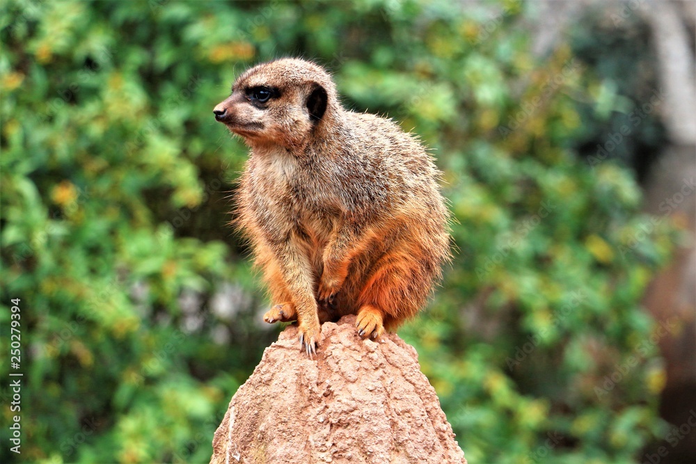 Obraz premium meerkat