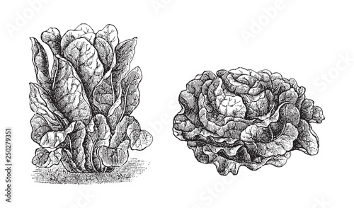 Lettuce - vegetable / vintage illustration from Meyers Konversations-Lexikon 1897 