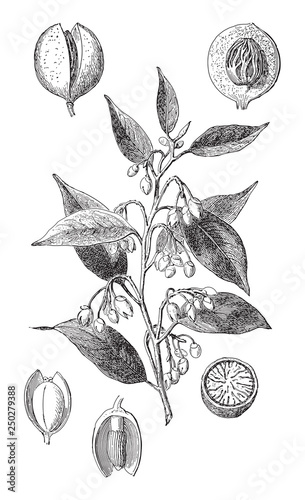 Nutmeg (Myristica fragrans) / vintage illustration from Meyers Konversations-Lexikon 1897