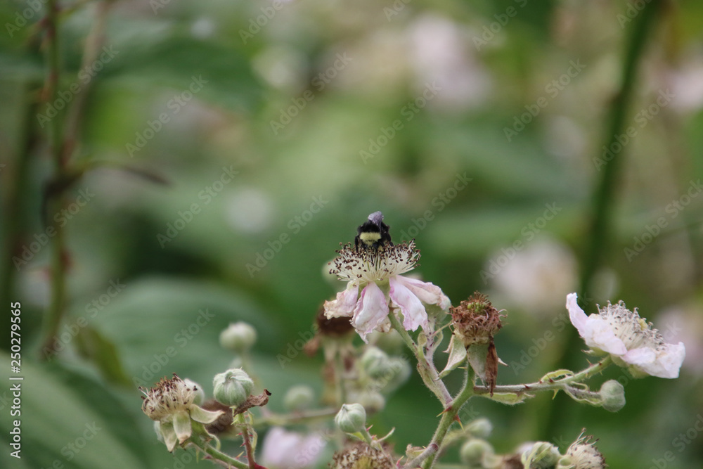 A bee pollinating a light pink blossom A bee pollinating a light pink blossom