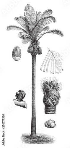 Sugar Palm (Arenga saccharifera) / vintage illustration from Meyers Konversations-Lexikon 1897 photo