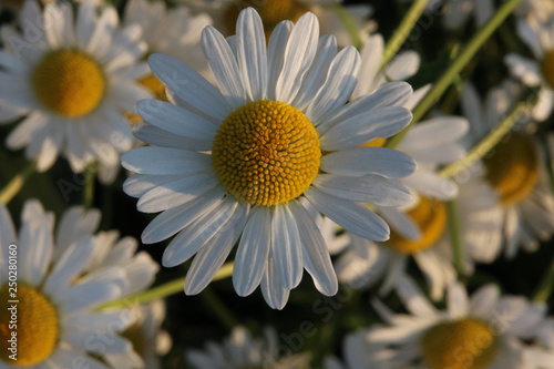 A close up of a daisy