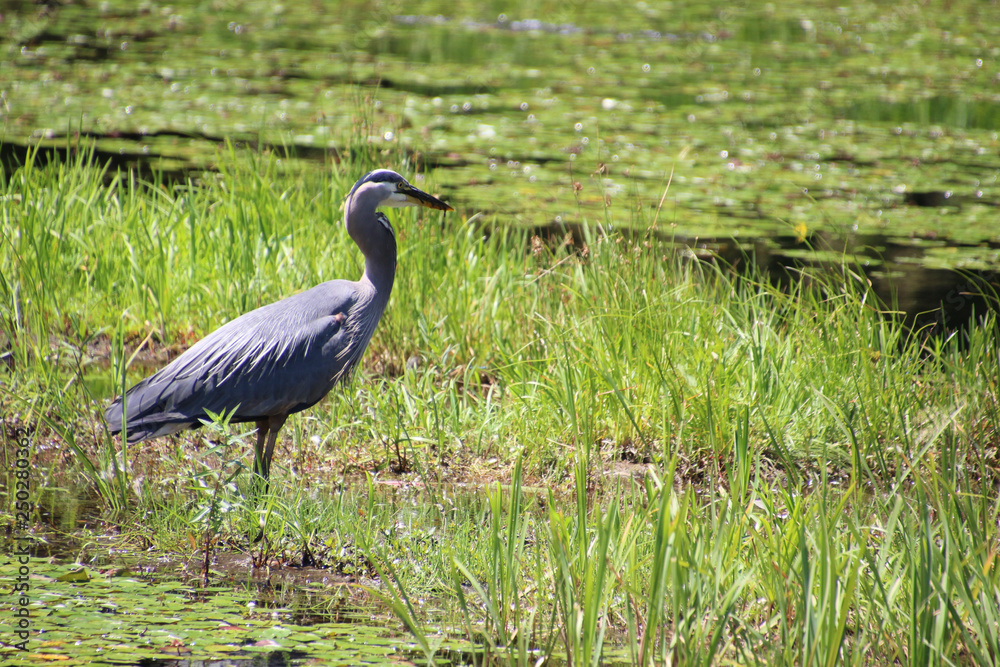 A great blue heron on the left of the frame