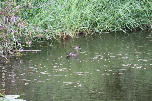A female wood duck swimming in a stream
