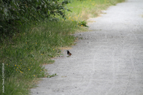 A spotted towhee standing on a gravel path