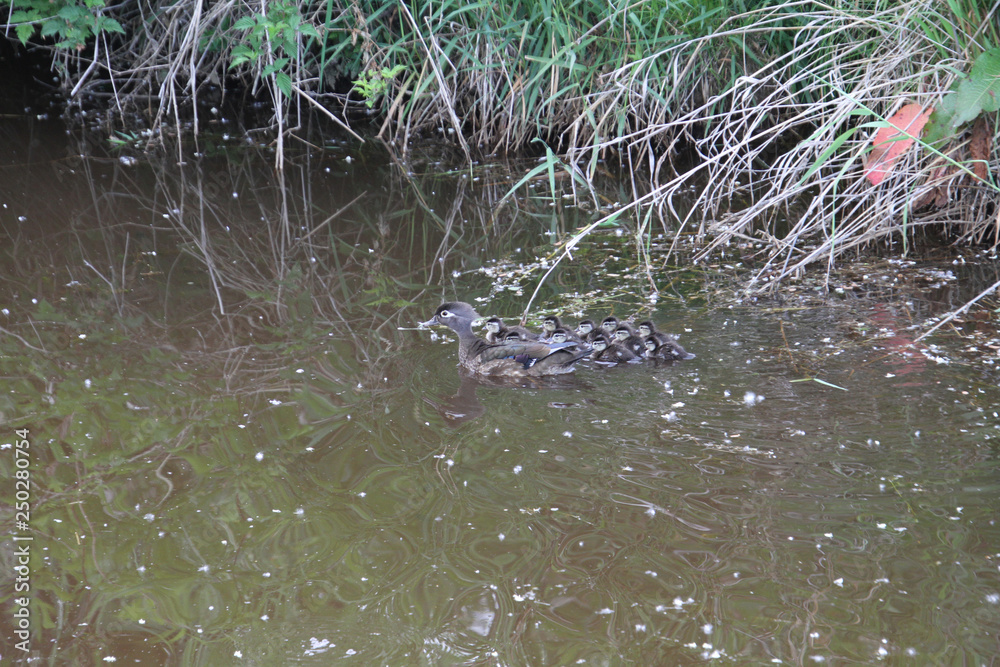 A female wood duck and her ducklings A female wood duck and her ducklings