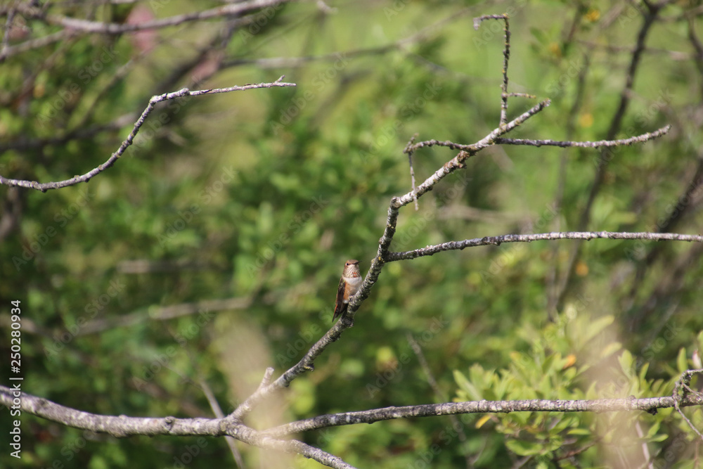 A rufus hummingbird perched on a bare branch A rufus hummingbird perched on a bare branch