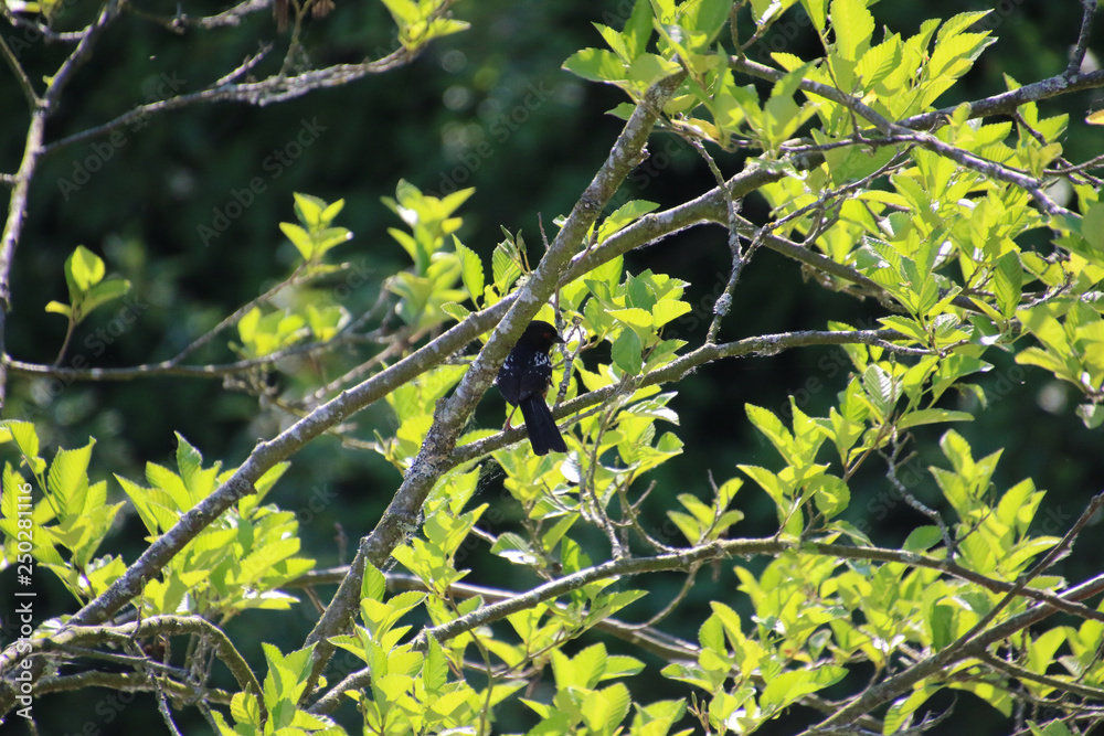 A spotted towhee sitting on a bare branch A spotted towhee sitting on a bare branch