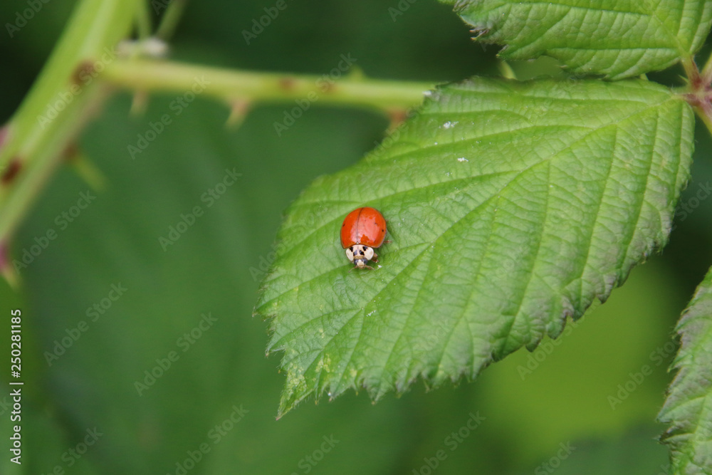 A ladybug sitting on a green serrated raspberry leaf A ladybug sitting on a green serrated raspberry leaf