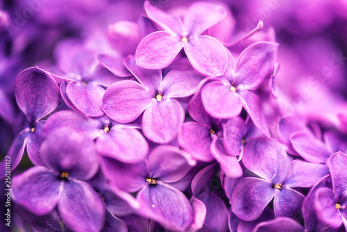 Blossoming lilac flowers, violet natural spring background, macro image with soft focus