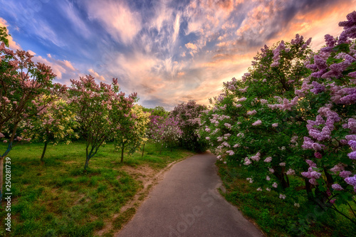 Botanical garden in Kyiv (Kiev) at sunrise. Amazing morning landscape with blossoming lilac trees along the sunny alley and colorful cloudy sky, Ukraine, Eastern Europe