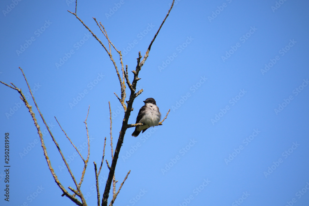 An eastern kingbird perched on a branch An eastern kingbird perched on a branch