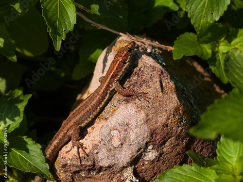 Madeiran wall lizard, teira dugesii