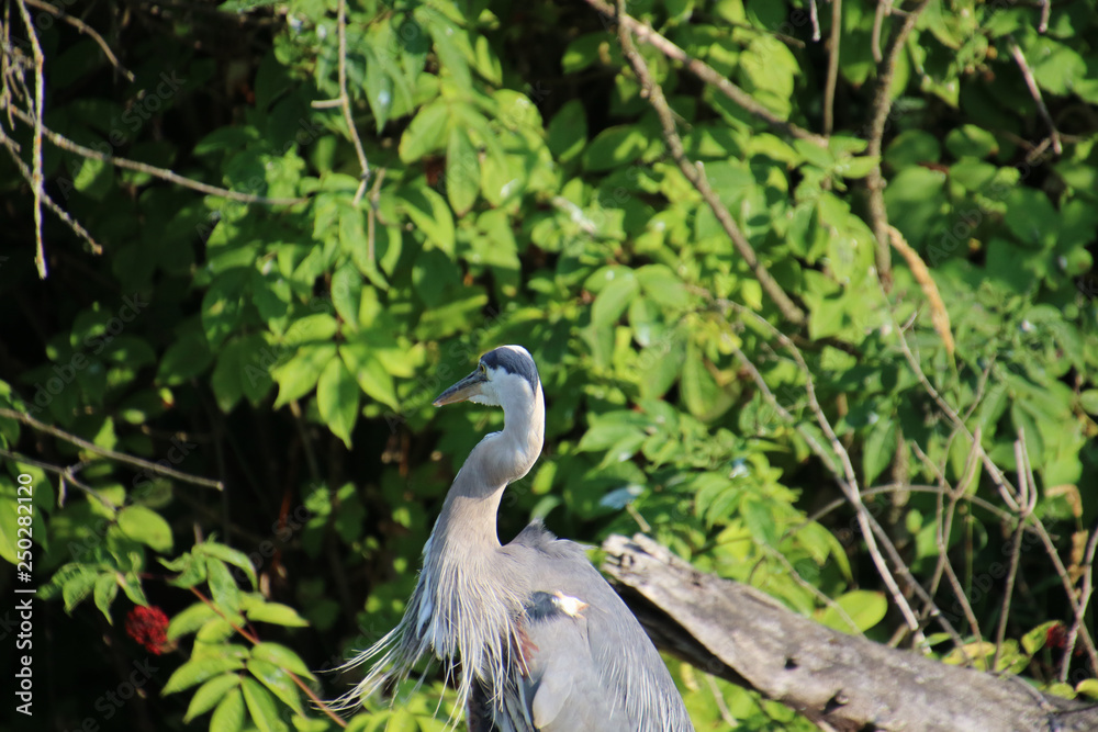 Fototapeta premium A great blue heron with leaves and bushes in the background