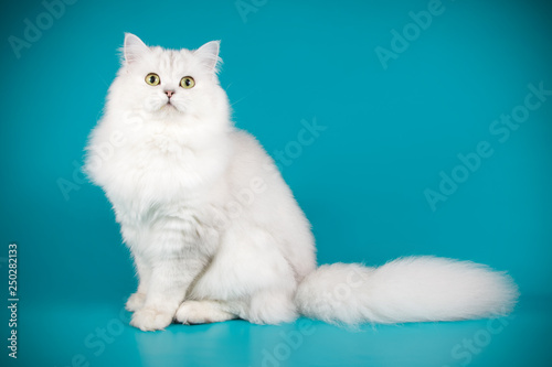 Scottish straight longhair cat on colored backgrounds photo