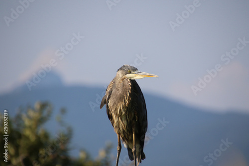 A great blue heron as seen from a lower position