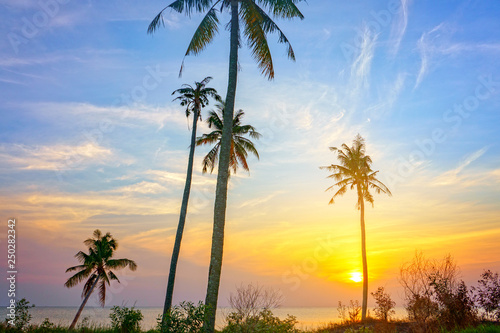 palm trees on the Long beach in Phu Quoc , Vietnam