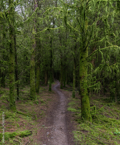 Winding Footpath through Green Forest of Trees covered in green moss.