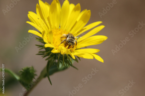 A bee pollinating a yellow flower