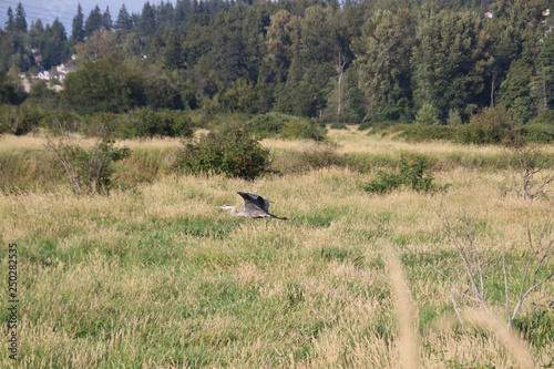 A great blue heron flying over a meadow