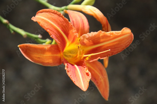 A closeup of an orange blossom