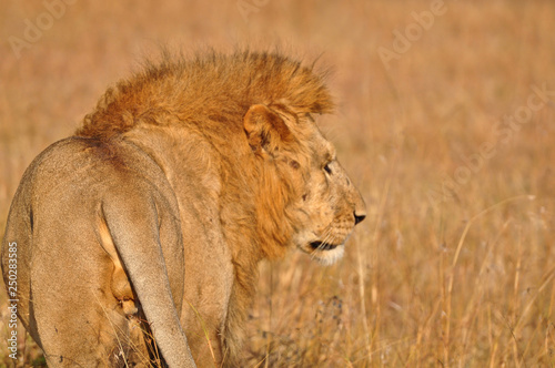 Close-up of male lion walking on the grass seen from behind. Masai Mara  Kenya  Africa