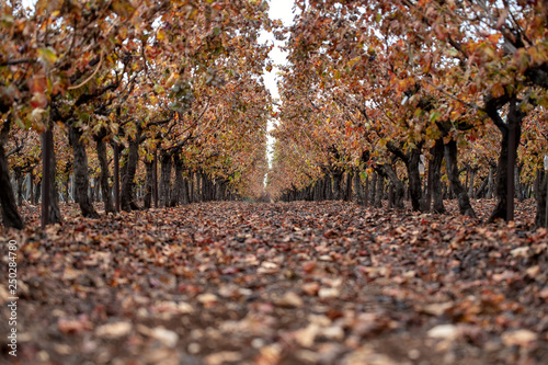 Israel Autumn Vineyards