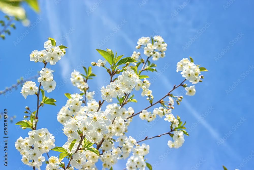 Blossoming of the cherry tree in spring time with white beautiful flowers. Macro image with copy space. Natural seasonal background.