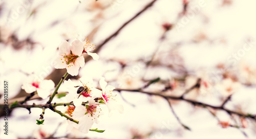 Bee on almond tree flower, beautiful springtime blossoms