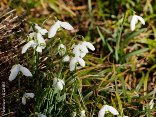 Galanthe des neiges ou Perce-neige - Galanthus nivalis photo