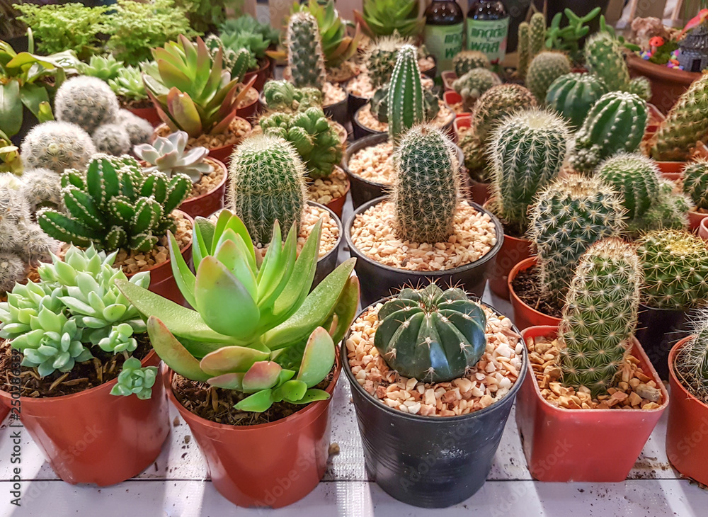 Cactus, cultivation for sale as a business. Cactus, cultivation for sale as a business.