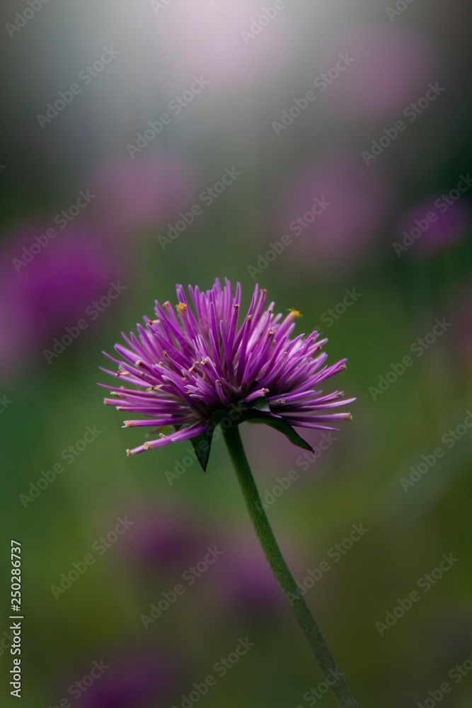 Obraz premium Purple flower