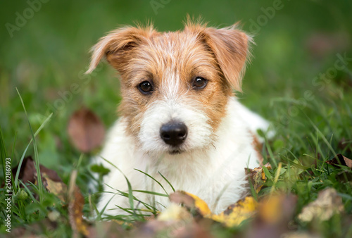 Cute happy pet dog puppy lying in the grass