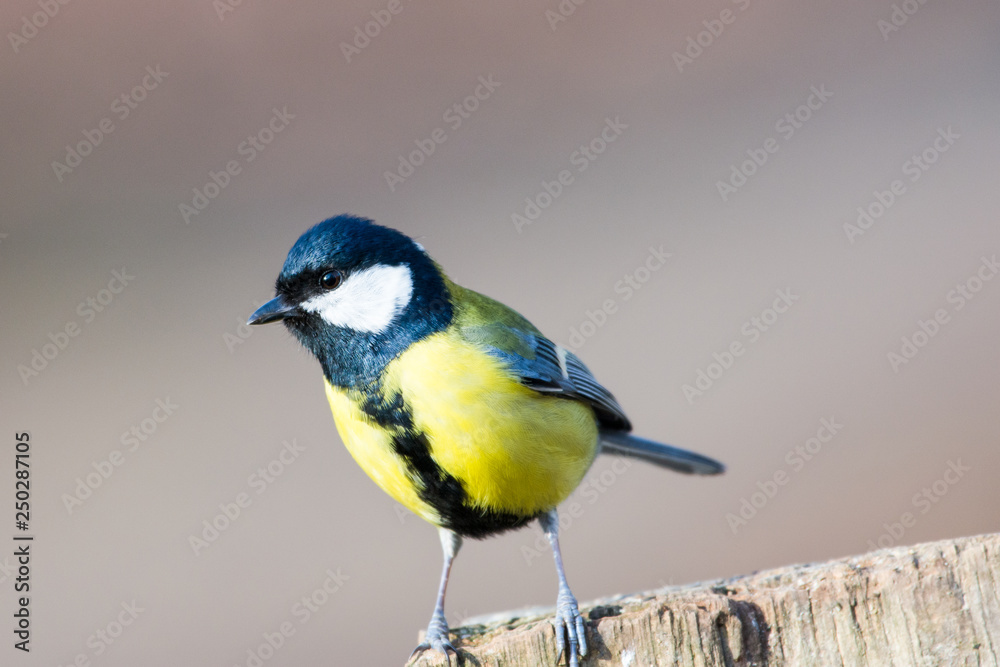 Tit Kohlmeise Tit Kohlmeise