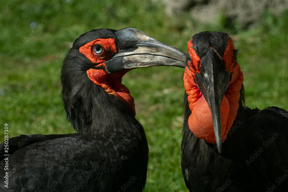 Fototapeta premium Calao Terrestre Sureño ( Bucorvus leadbeateri )​ Southern Ground Hornbill