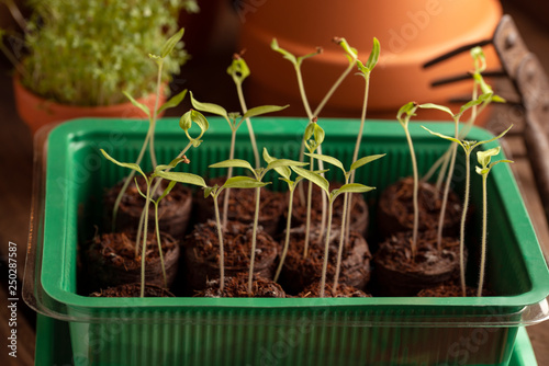 Tomatensetzlinge gedeihen im Mini-GewÃ¤chshaus photo