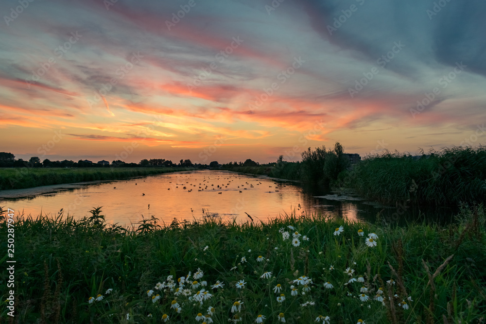 Colorful sunset over a lake in Holland with flowers in the foreground