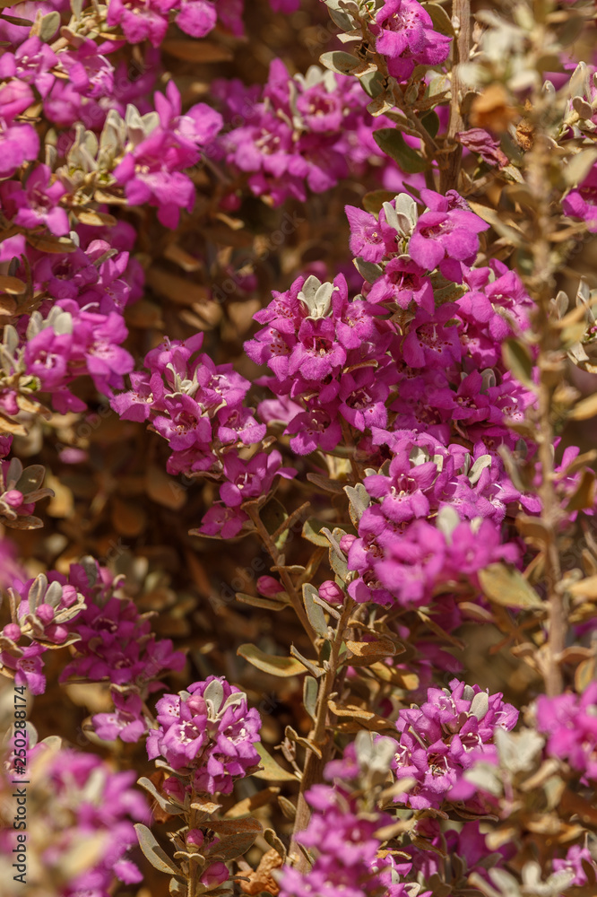 Fototapeta premium Vertical background from flowered Texas sage bush