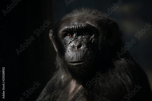 Chimpance en la oscuridad © Azahara